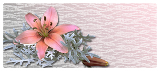 DNSEMP-L-023 Pink Lily